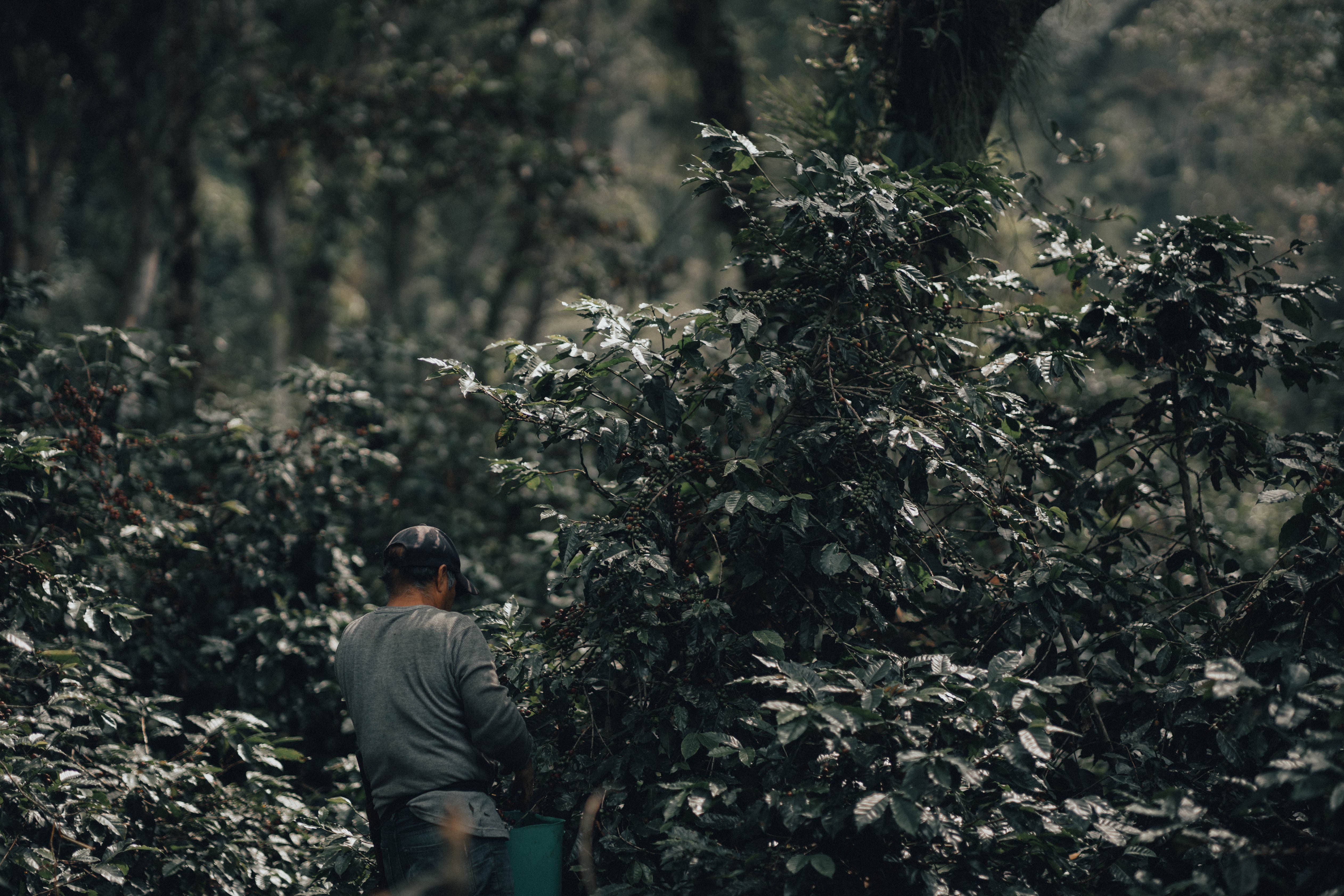 Garnica Coffee, Coatepec, Veracruz, Mexico