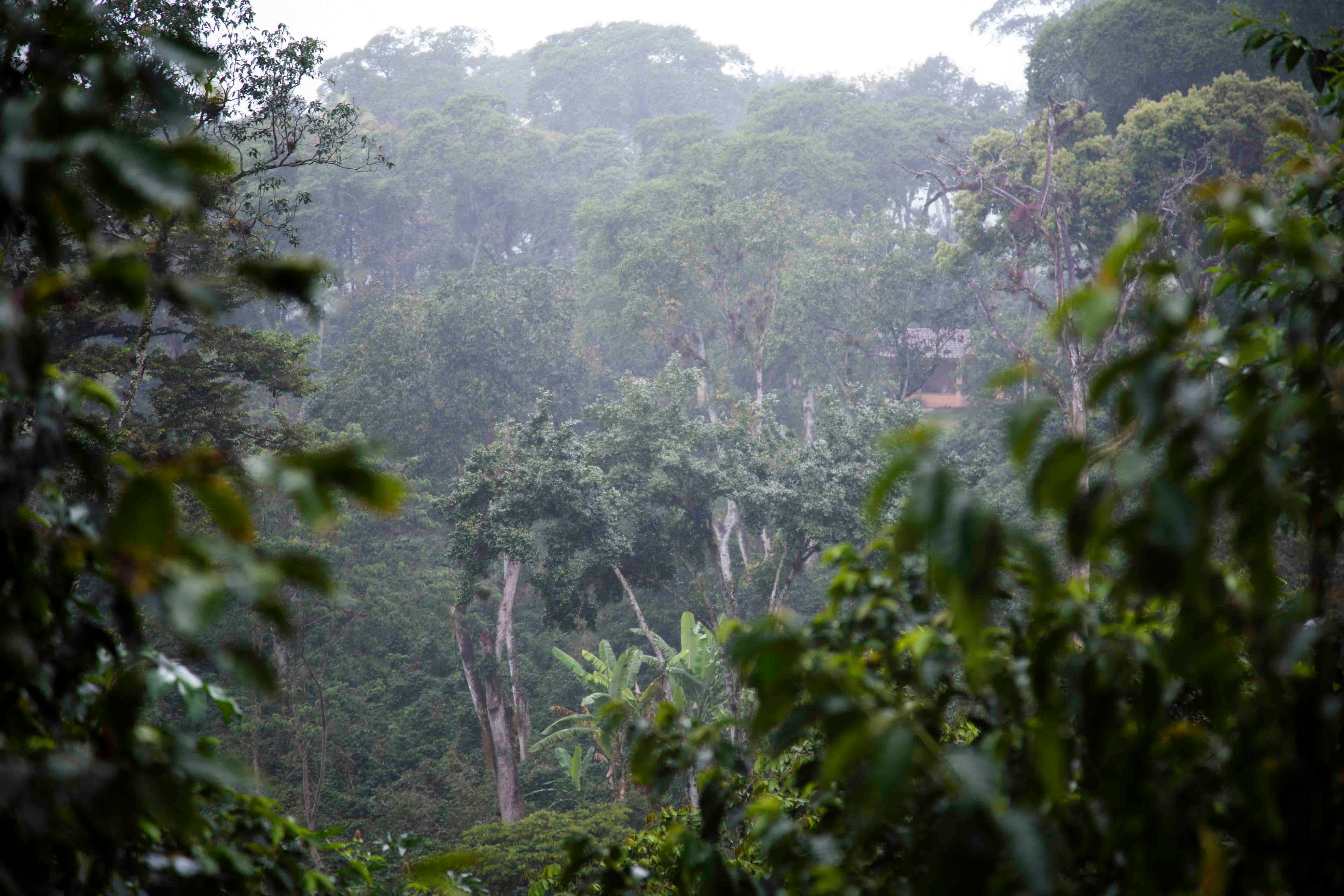 Garnica Coffee, Coatepec, Veracruz, Mexico