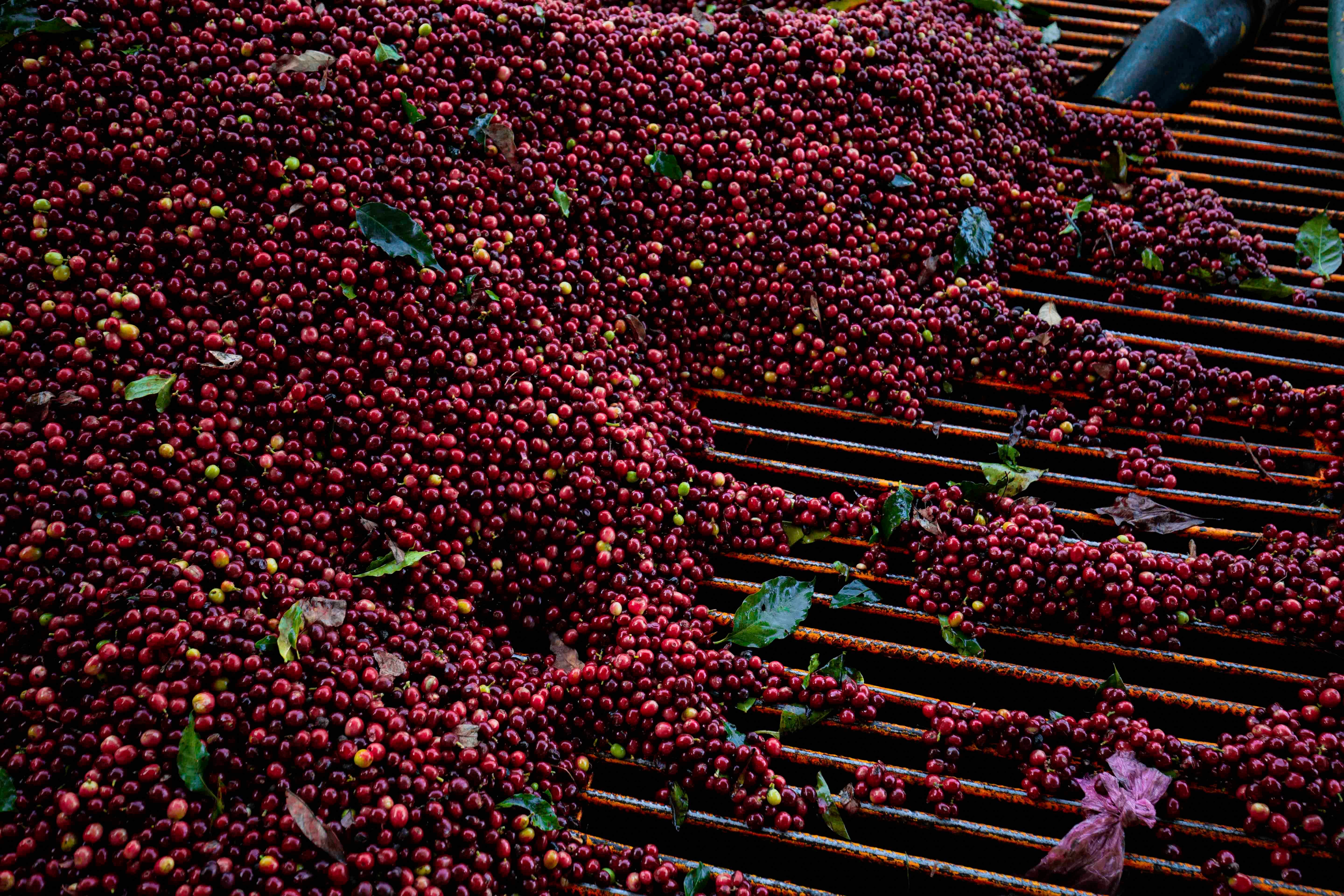Garnica Coffee, Coatepec, Veracruz, Mexico