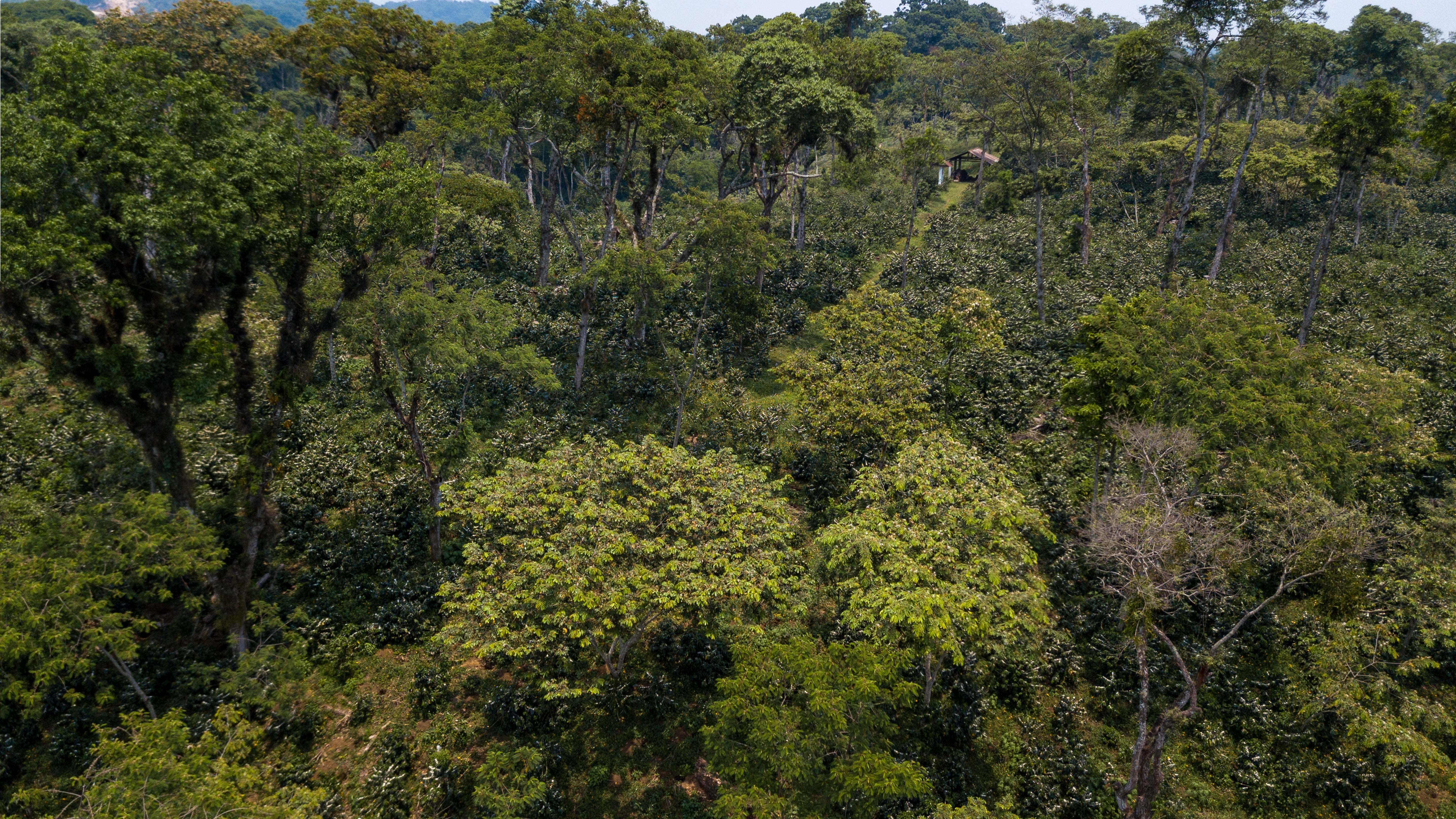 Garnica Coffee, Coatepec, Veracruz, Mexico