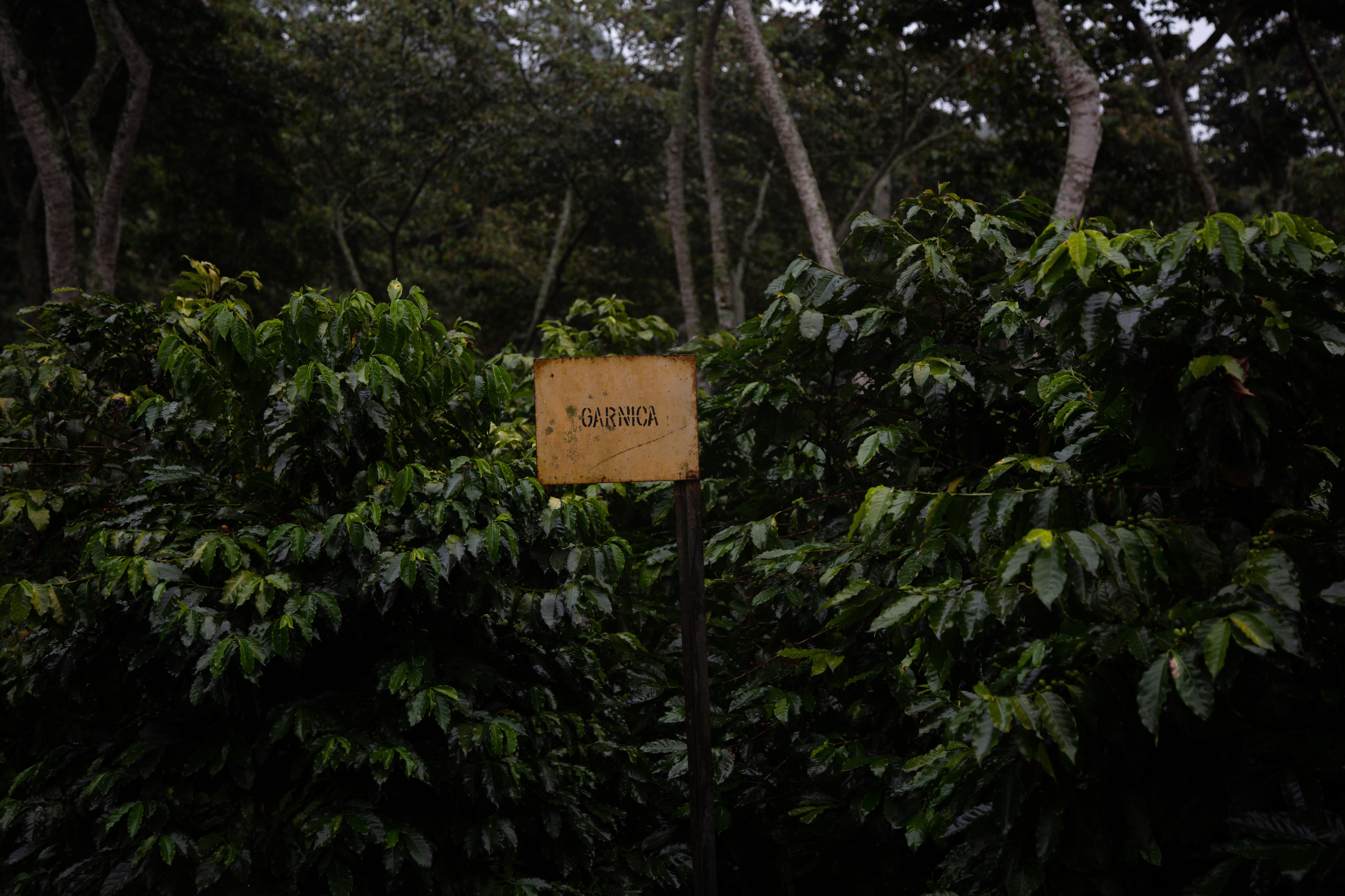 Garnica Coffee, Coatepec, Veracruz, Mexico