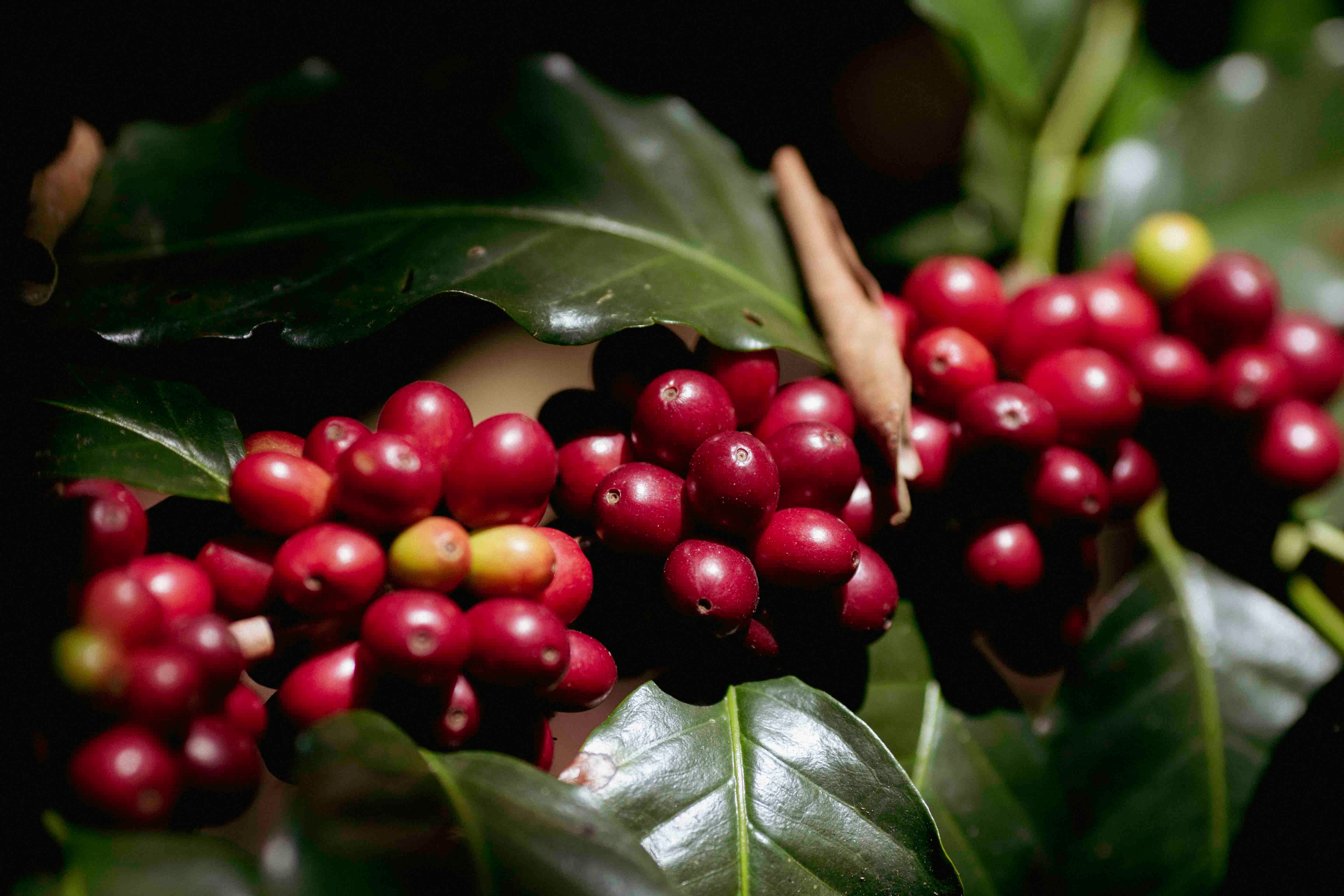 Garnica Coffee, Coatepec, Veracruz, Mexico